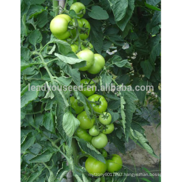 AT201 Saduoli good disease resistant quality seeds tomato